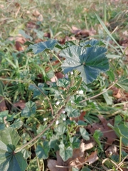 Malva neglecta
