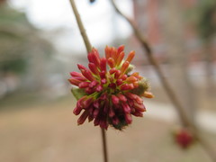 Parrotia subaequalis