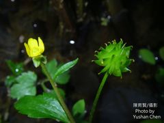 Ranunculus silerifolius