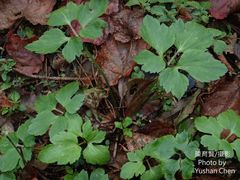 Ranunculus silerifolius