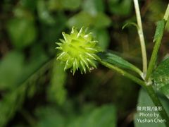 Ranunculus silerifolius