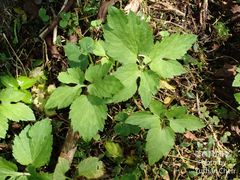 Ranunculus silerifolius