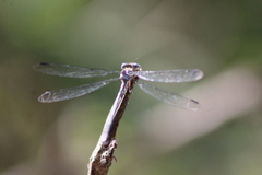 Archilestes