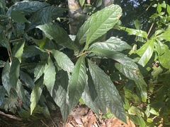 Meliosma callicarpifolia