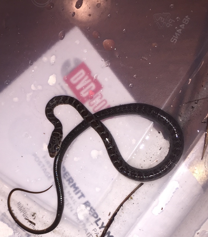 Southern Black Racer from St. Petersburg, FL, USA on November 17, 2015 ...