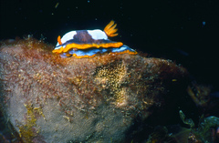 Chromodoris westraliensis