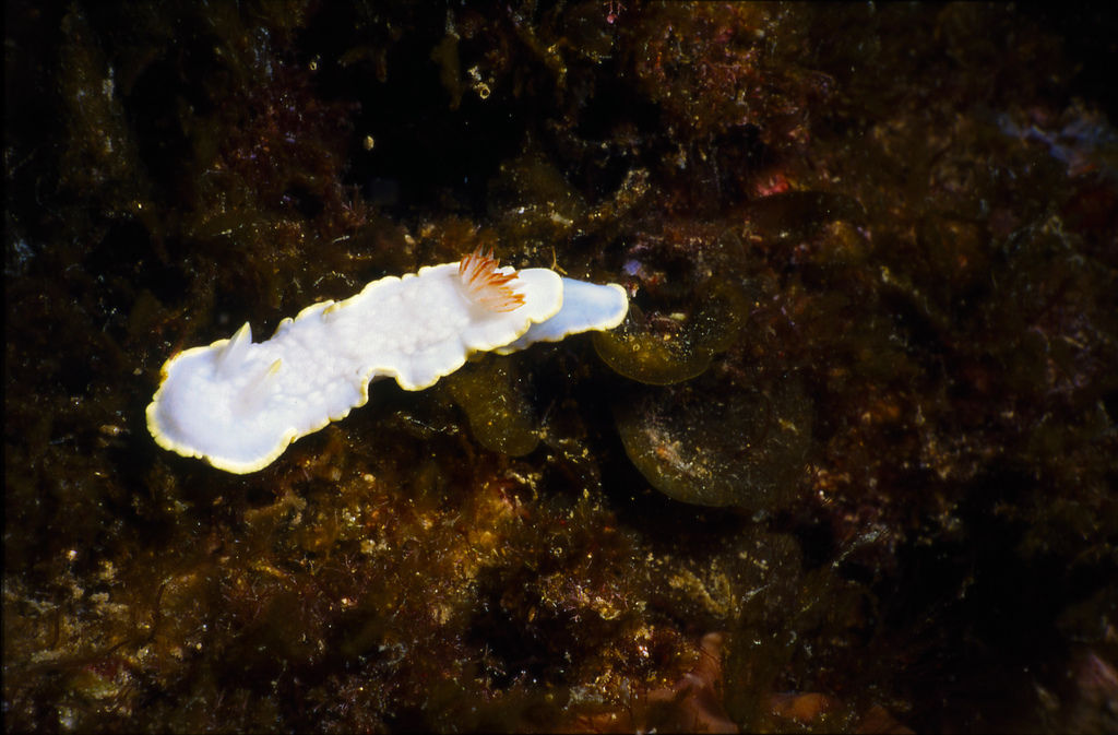 Ardeadoris undaurum
