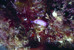 Mexichromis macropus