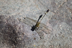 Erpetogomphus bothrops