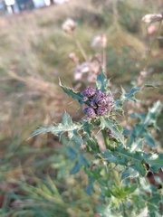 Cirsium arvense