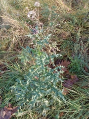 Cirsium arvense