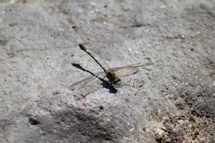 Erpetogomphus bothrops