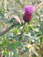 Cirsium arvense
