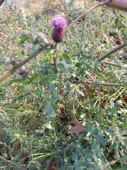 Cirsium arvense
