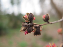 Parrotia subaequalis