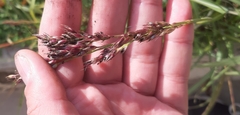 Poaceae