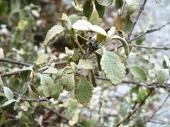 Buddleja marrubiifolia