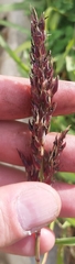 Poaceae