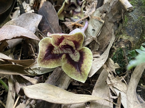 Asarum hypogynum
