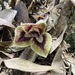 Hypogynous-flower Wild Ginger - Photo (c) symlpocos, some rights reserved (CC BY-NC), uploaded by symlpocos