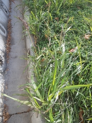 Poaceae