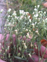 Erigeron canadensis