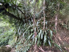 Aspidistra attenuata