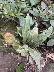 Leptochilus hemionitideus