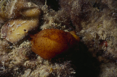 Nudipleura