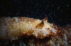Aphelodoris gigas