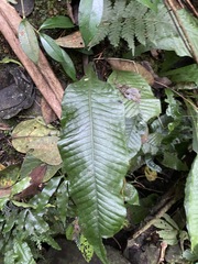 Leptochilus decurrens