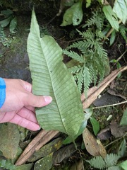 Leptochilus decurrens