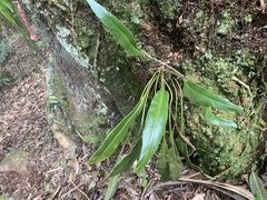 Elaphoglossum marginatum