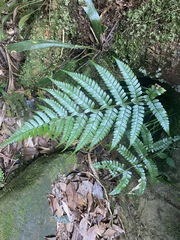 Polystichum biaristatum