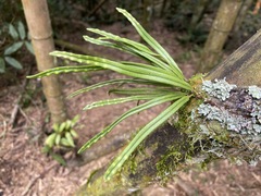 Lepisorus heterolepis