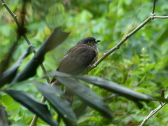 Hierococcyx nisicolor