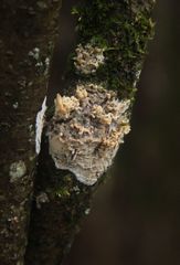 Cylindrobasidium evolvens