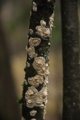 Cylindrobasidium evolvens