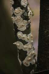 Cylindrobasidium evolvens