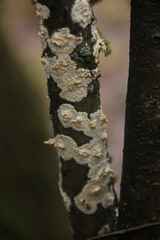 Cylindrobasidium evolvens