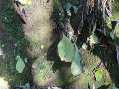 Conandron ramondioides