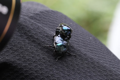 Popillia quadriguttata