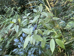 Symplocos setchuensis