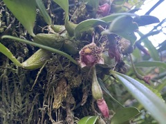 Bulbophyllum griffithii
