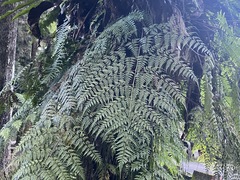 Davallia divaricata