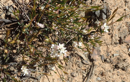 Image of Lachnaea burchellii by (c) Nicola van Berkel, some rights reserved (CC BY-SA)