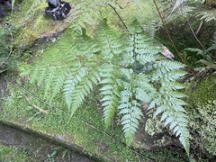 Davallia divaricata