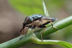 Idiella euidielloides