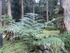 Diplazium pseudodoederleinii