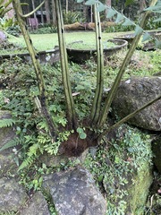 Diplazium pseudodoederleinii